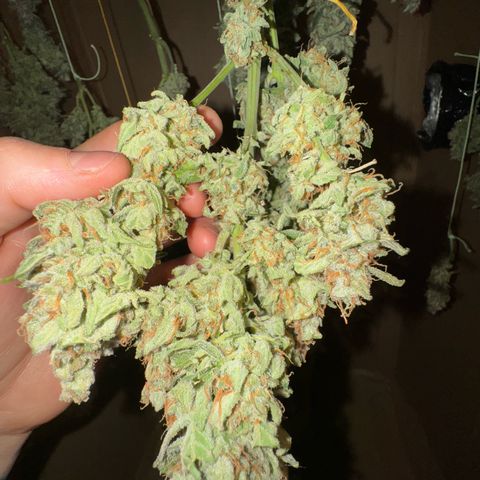 Wedding Cake Auto by Boston ❤️❤️🪴🌱 growlog timeline photo