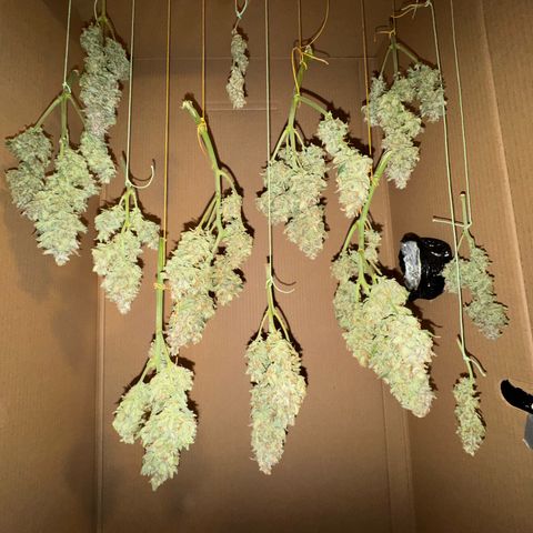Wedding Cake Auto by Boston ❤️❤️🪴🌱 growlog timeline photo