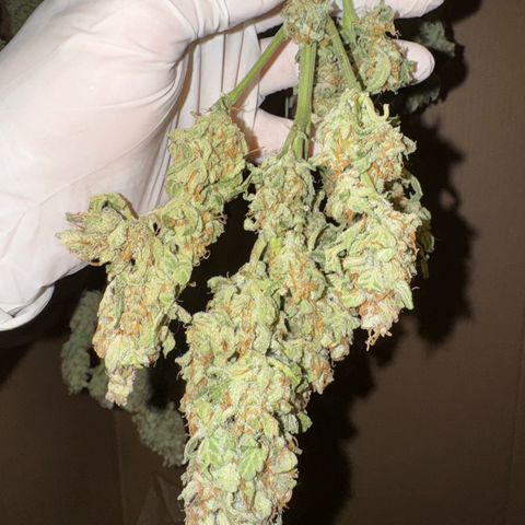 Wedding Cake Auto by Boston ❤️❤️🪴🌱 growlog timeline photo