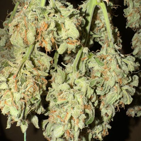 Wedding Cake Auto by Boston ❤️❤️🪴🌱 growlog timeline photo