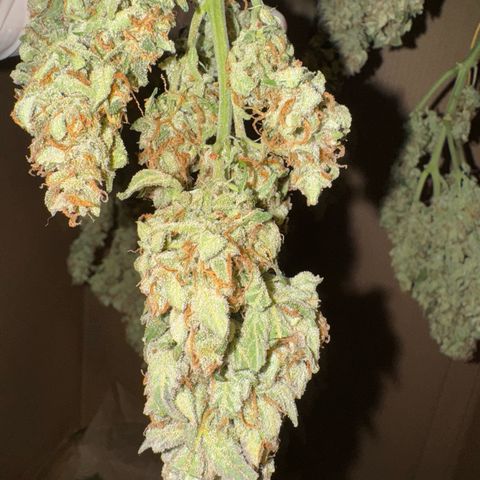 Wedding Cake Auto by Boston ❤️❤️🪴🌱 growlog timeline photo