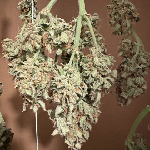 Wedding Cake Auto by Boston ❤️❤️🪴🌱 growlog timeline photo