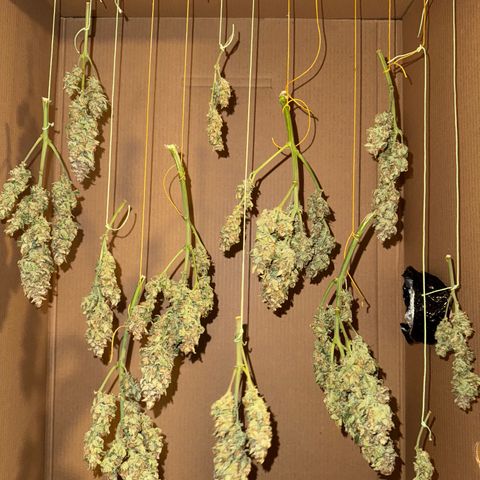 Wedding Cake Auto by Boston ❤️❤️🪴🌱 growlog timeline photo
