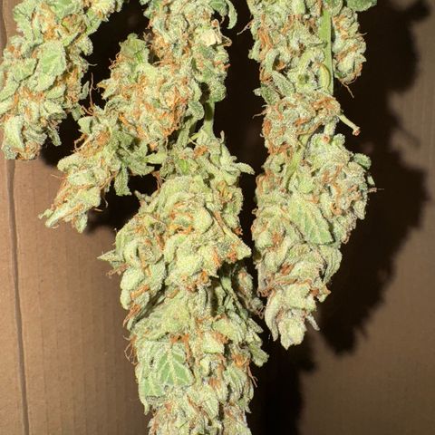 Wedding Cake Auto by Boston ❤️❤️🪴🌱 growlog timeline photo