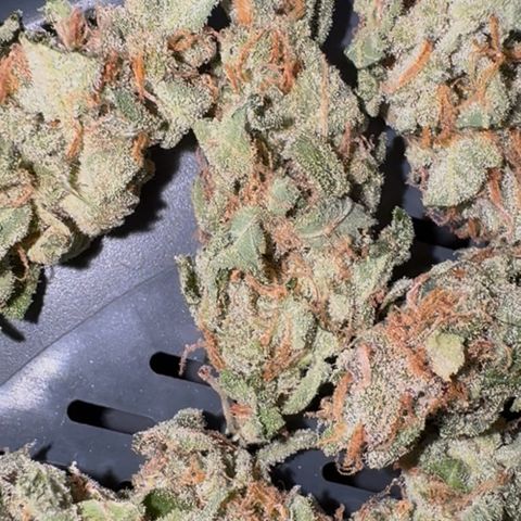 Wedding Cake Auto by Boston ❤️❤️🪴🌱 growlog timeline photo