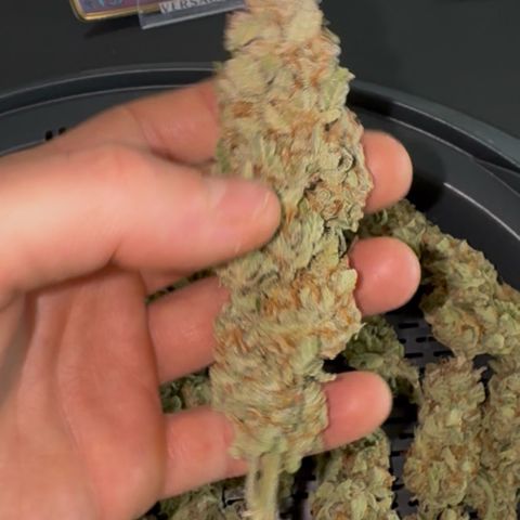 Wedding Cake Auto by Boston ❤️❤️🪴🌱 growlog timeline photo
