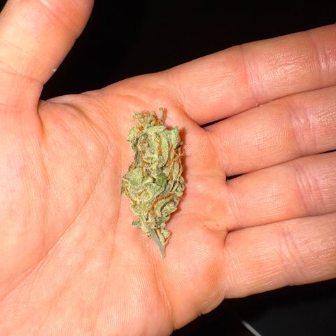 Wedding Cake Auto by Boston ❤️❤️🪴🌱 growlog timeline photo