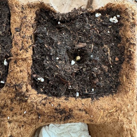 Epsilon f1 Boston growlog timeline photo
