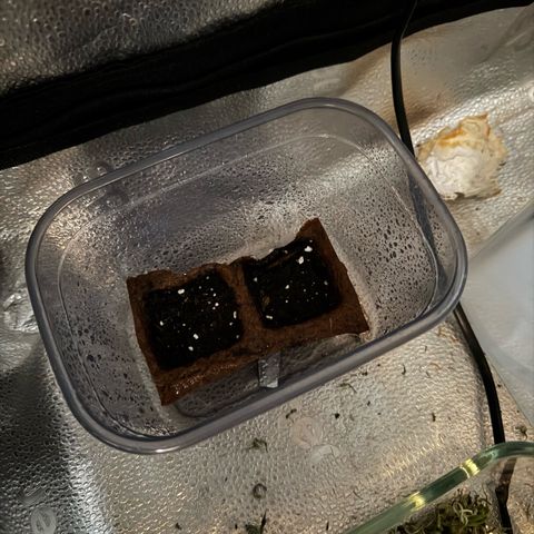 Epsilon f1 Boston growlog timeline photo