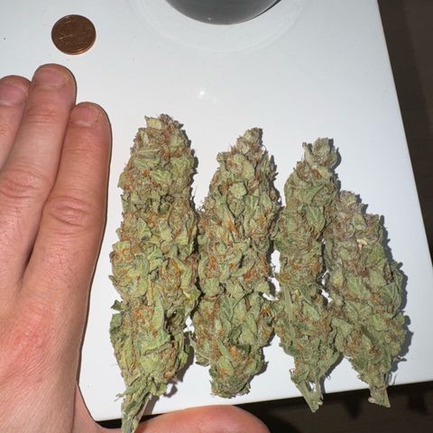 Wedding Cake Auto by Boston ❤️❤️🪴🌱 growlog timeline photo