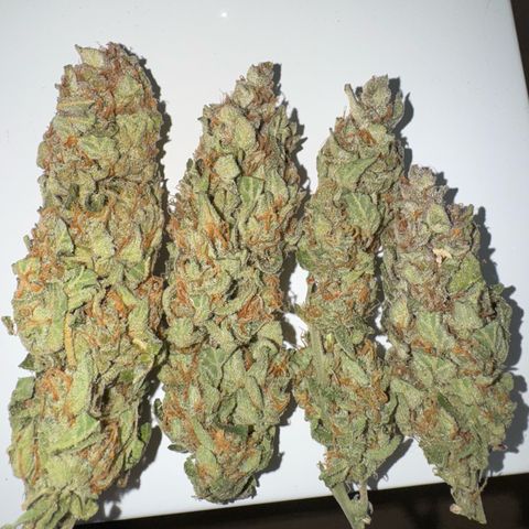 Wedding Cake Auto by Boston ❤️❤️🪴🌱 growlog timeline photo