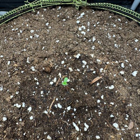 Epsilon f1 Boston growlog timeline photo