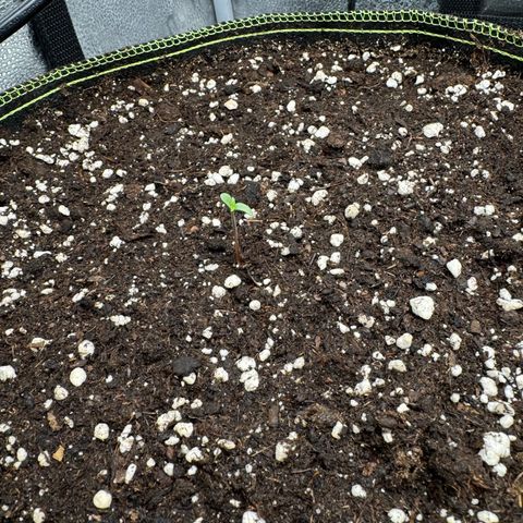 Epsilon f1 Boston growlog timeline photo