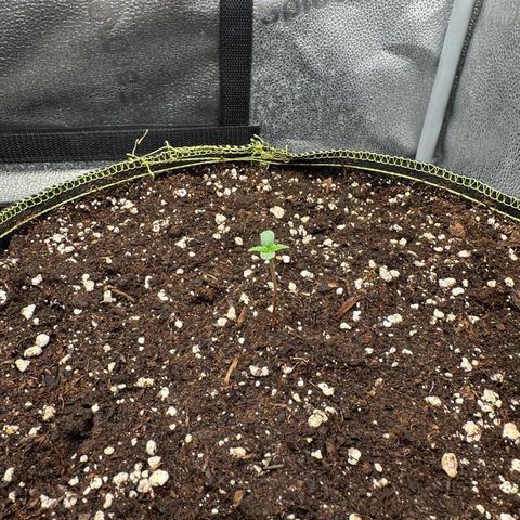 Epsilon f1 Boston growlog timeline photo