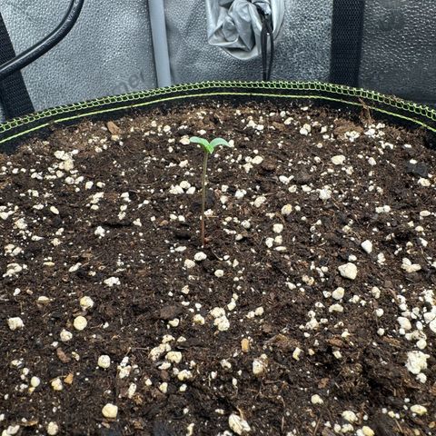 Epsilon f1 Boston growlog timeline photo