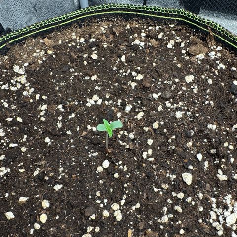 Epsilon f1 Boston growlog timeline photo