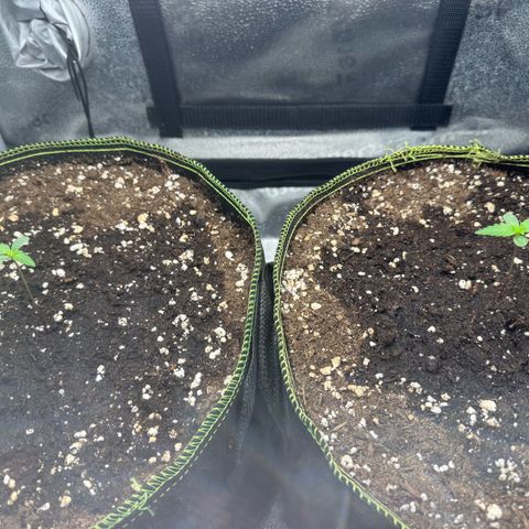 Epsilon f1 Boston growlog timeline photo