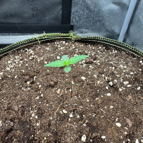 Epsilon f1 Boston growlog timeline photo