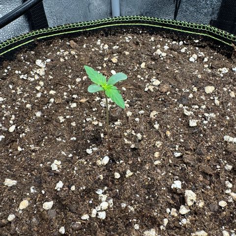 Epsilon f1 Boston growlog timeline photo