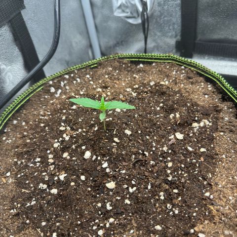 Epsilon f1 Boston growlog timeline photo