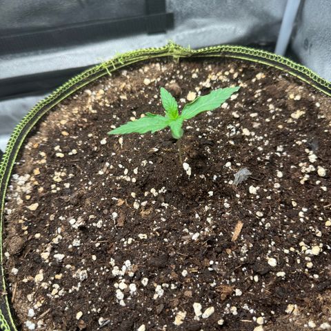 Epsilon f1 Boston growlog timeline photo