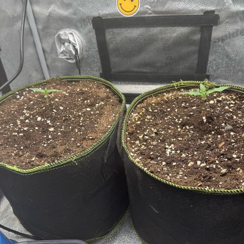 Epsilon f1 Boston growlog timeline photo