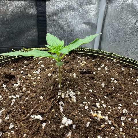 Epsilon f1 Boston growlog timeline photo