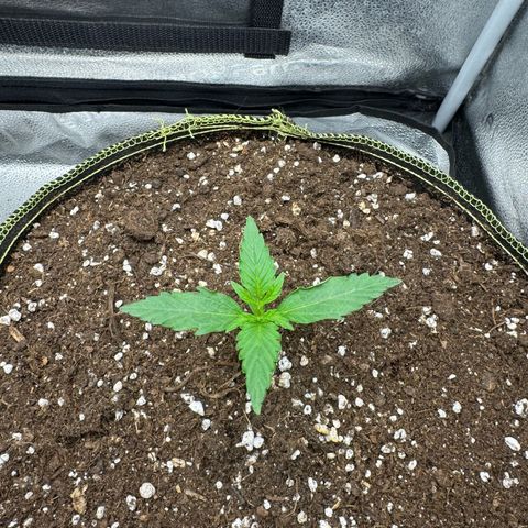 Epsilon f1 Boston growlog timeline photo