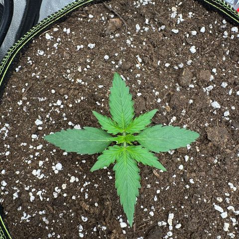 Epsilon f1 Boston growlog timeline photo