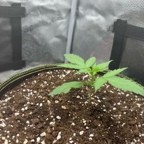 Epsilon f1 Boston growlog timeline photo