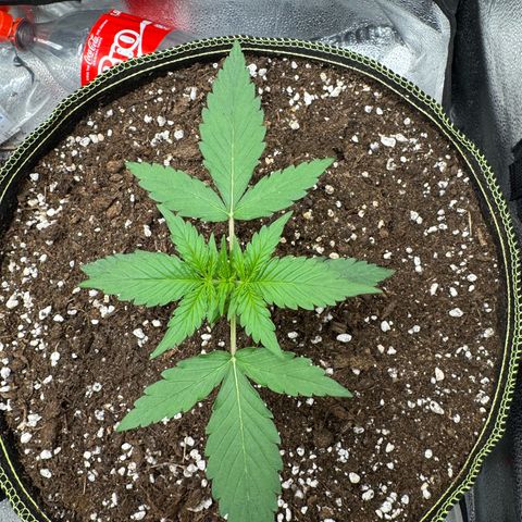 Epsilon f1 Boston growlog timeline photo