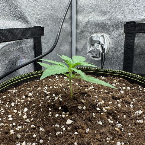Epsilon f1 Boston growlog timeline photo
