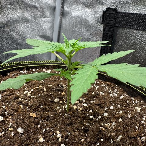 Epsilon f1 Boston growlog timeline photo