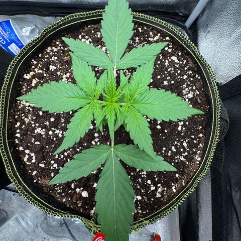 Epsilon f1 Boston growlog timeline photo
