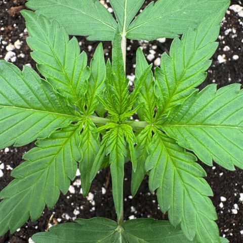 Epsilon f1 Boston growlog timeline photo