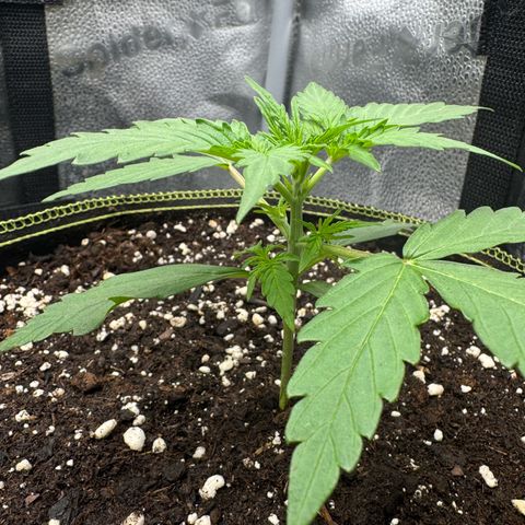 Epsilon f1 Boston growlog timeline photo