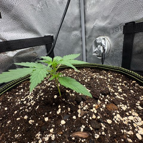Epsilon f1 Boston growlog timeline photo