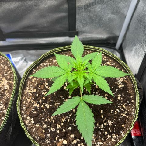 Epsilon f1 Boston growlog timeline photo