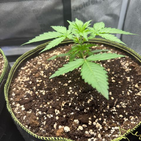 Epsilon f1 Boston growlog timeline photo