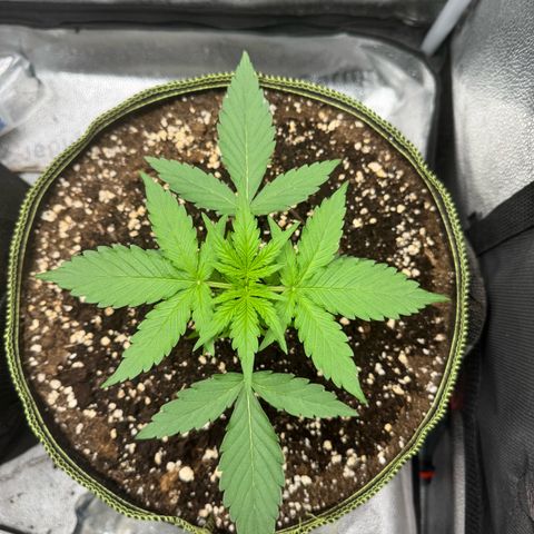 Epsilon f1 Boston growlog timeline photo