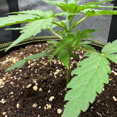 Epsilon f1 Boston growlog timeline photo