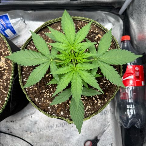 Epsilon f1 Boston growlog timeline photo