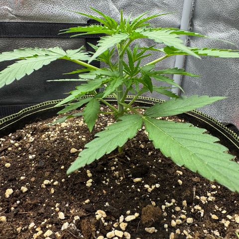 Epsilon f1 Boston growlog timeline photo