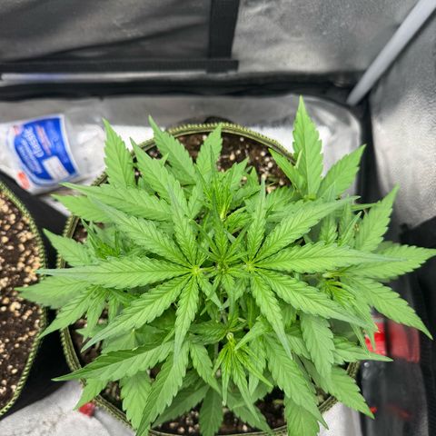 Epsilon f1 Boston growlog timeline photo