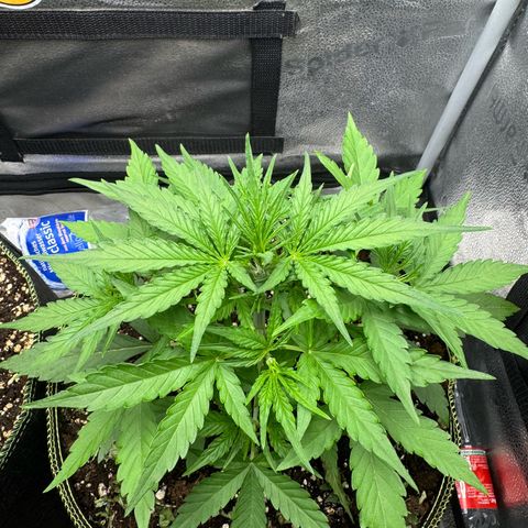Epsilon f1 Boston growlog timeline photo