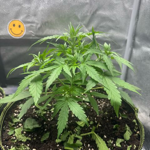 Epsilon f1 Boston growlog timeline photo