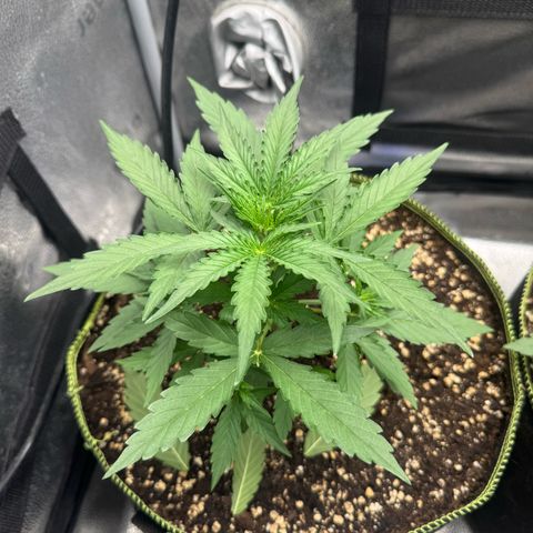 Epsilon f1 Boston growlog timeline photo