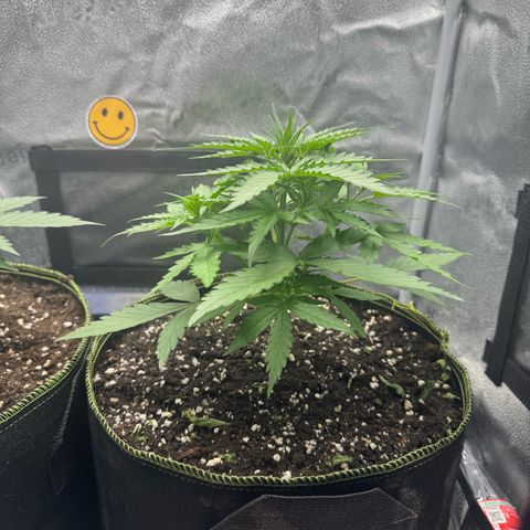 Epsilon f1 Boston growlog timeline photo