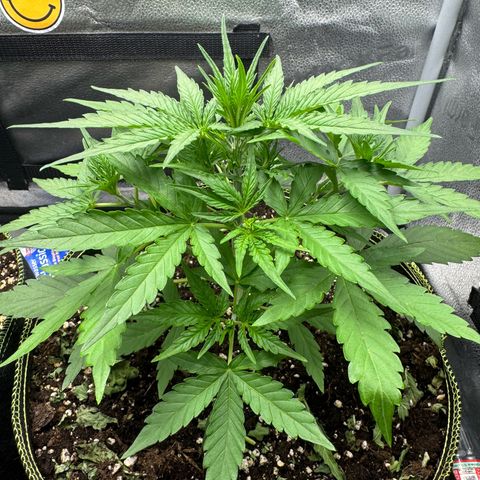 Epsilon f1 Boston growlog timeline photo
