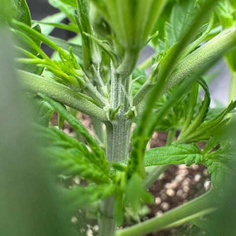 Epsilon f1 Boston growlog timeline photo